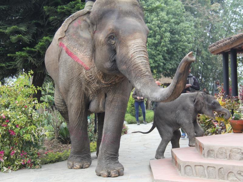 Hotel Sapana Village Lodge Chitwan Luaran gambar